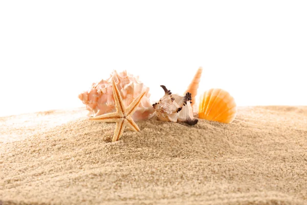 サンゴや貝殻砂白で隔離の上 — ストック写真