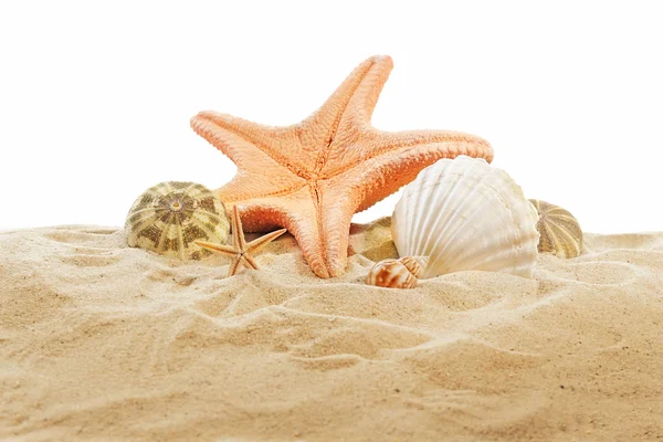 Sea star en schelpen op zand geïsoleerd op witte achtergrond — Stockfoto