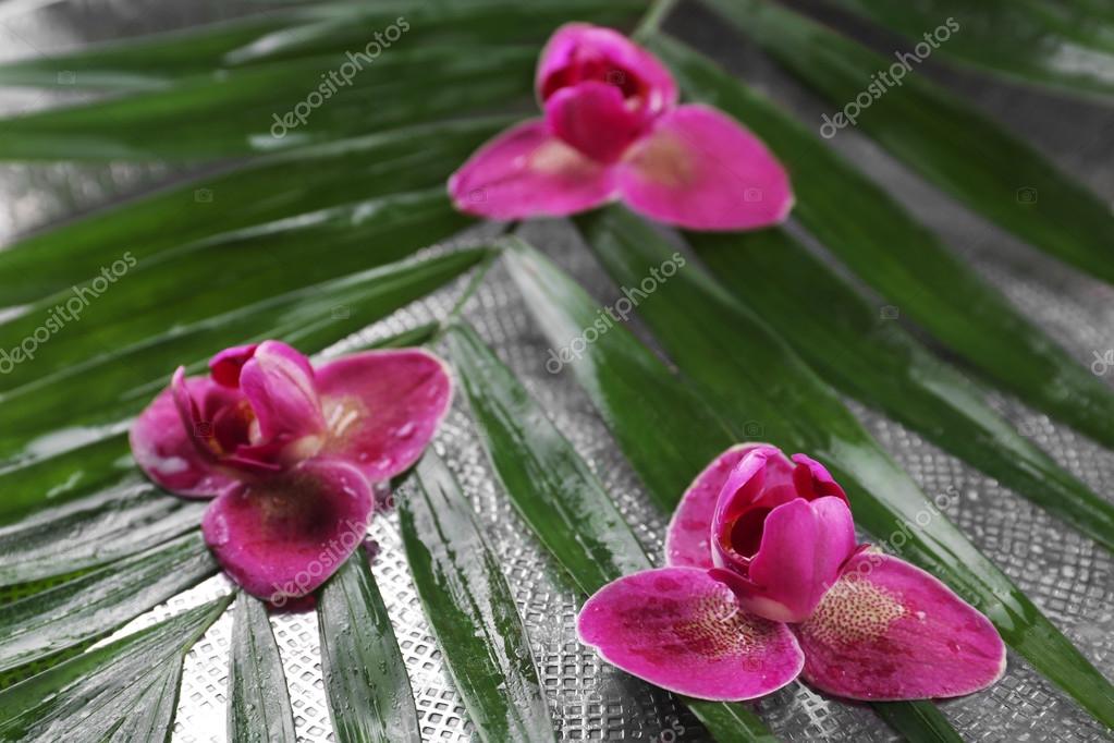 Bela composição de orquídea roxa em folhas de palma, close-up fotos,  imagens de © belchonock #93818886