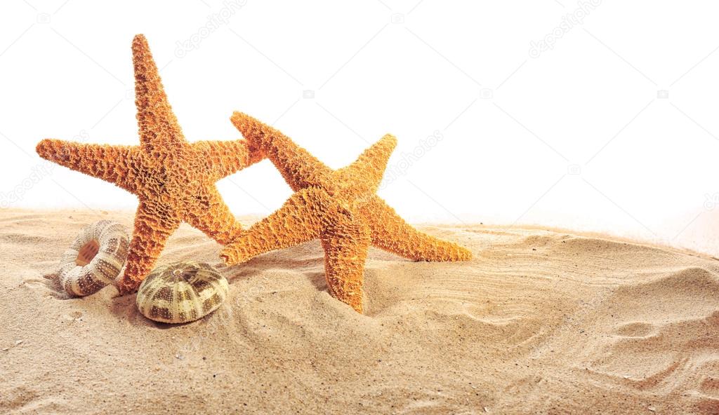 Sea stars and sea shells on sand isolated on white background