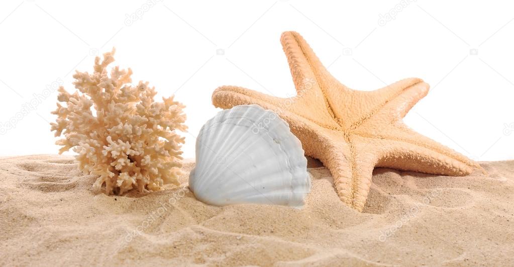 Sea star, coral and sea shell on sand isolated on white background