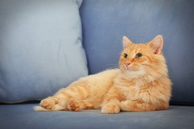 Sevimli kırmızı kedi döşeme