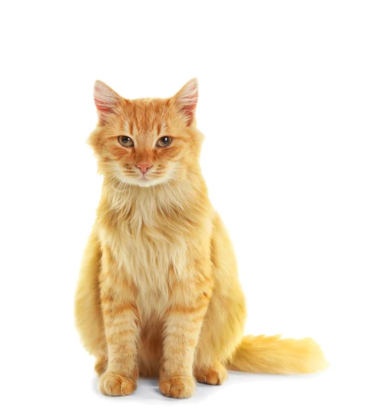 Fluffy red cat — Stock Photo, Image