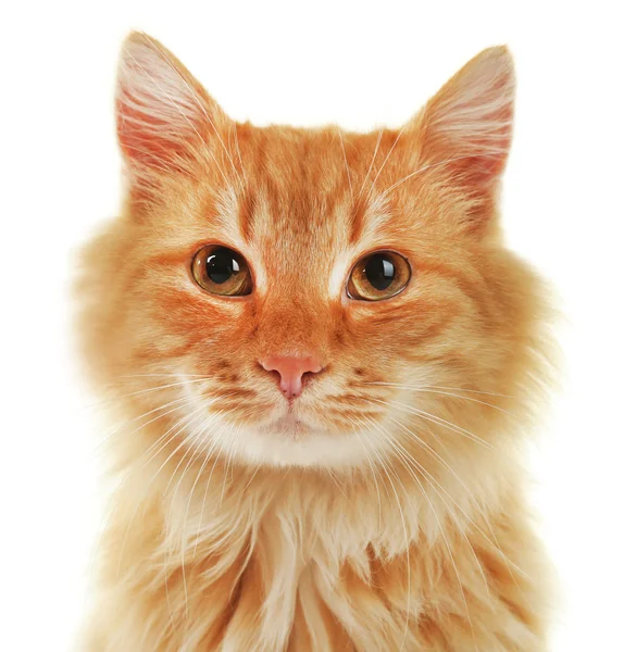 Nadýchaný červená kočka — Stock fotografie
