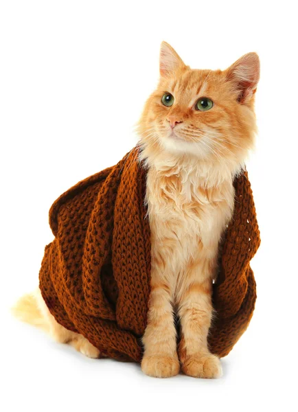 Czerwony kota w kasztanowe szalik dziany — Zdjęcie stockowe