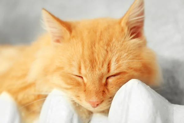 Fluffy red cat on warm radiator — Stock Photo, Image