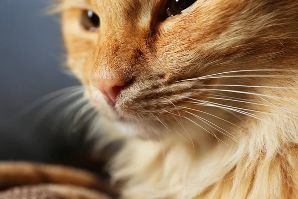 Portrait of fluffy red cat on sofa — Stock Photo, Image