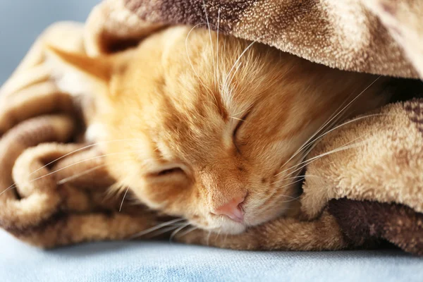 Retrato de gato rojo esponjoso en sofá —  Fotos de Stock