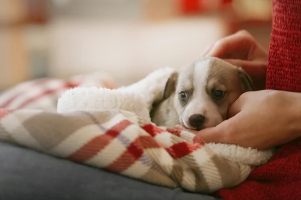 Pequeno filhote de cachorro bonito nas mãos — Fotografia de Stock