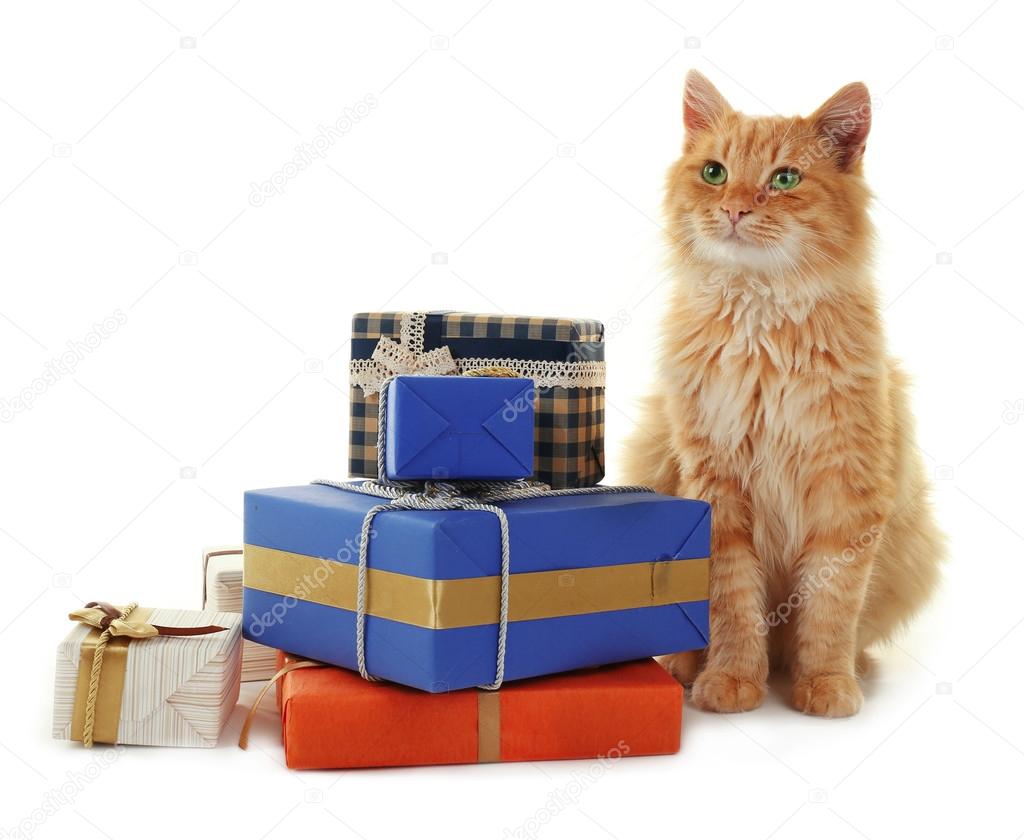 Red cat with colourful gift boxes