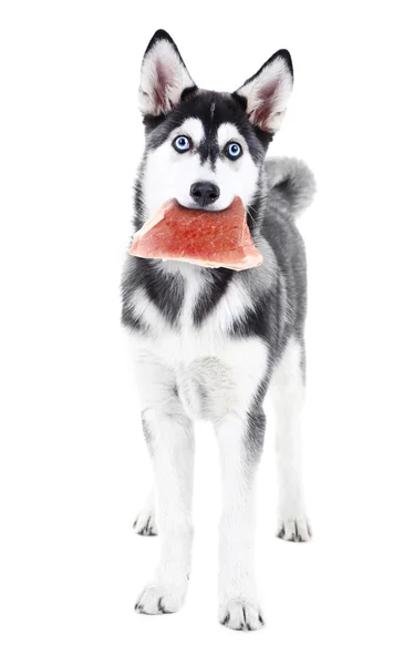 Κρατώντας το ωμό κρέας στο στόμα του σκύλου — Φωτογραφία Αρχείου
