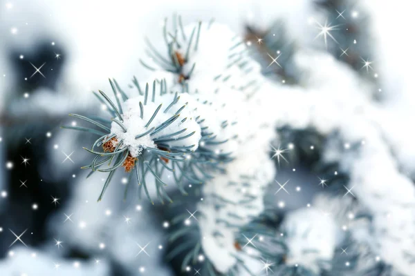 Christmas fir trees with snow — Stock Photo, Image