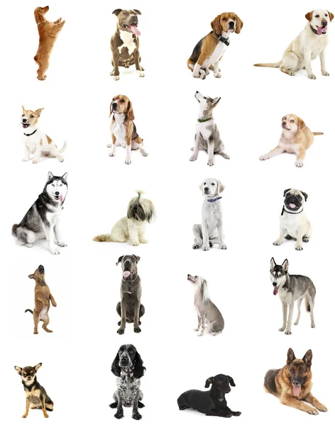 Large group of dog breeds — Stock Photo, Image