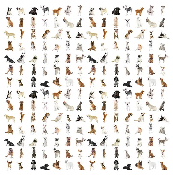 Stor grupp av hundhusdjursraser — Stockfoto