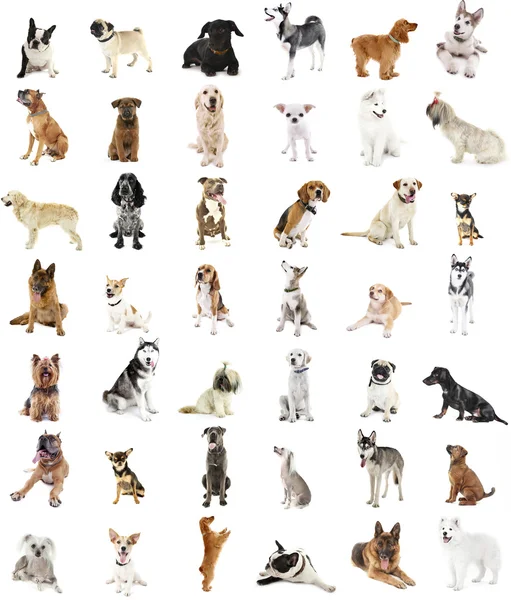 Grote groep van dog breeds — Stockfoto