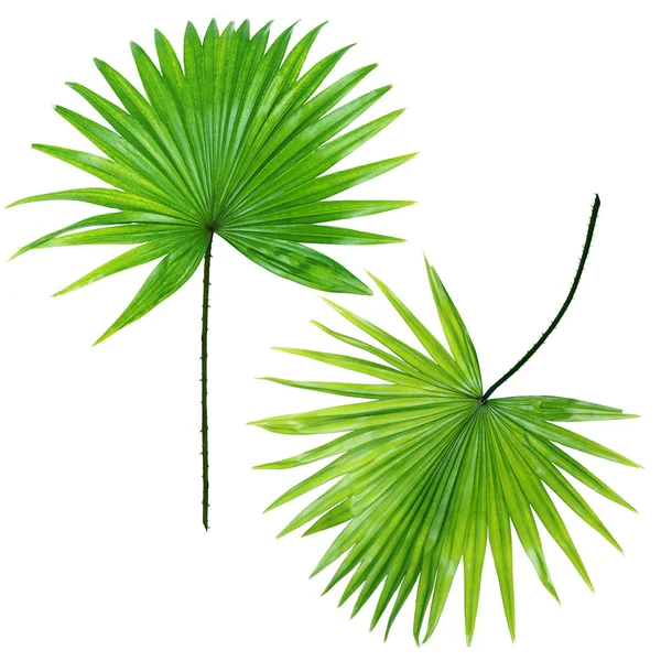 Folhas de palma (Livistona Rotundifolia palm ) — Fotografia de Stock
