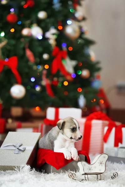 Pequeno cachorrinho bonito — Fotografia de Stock