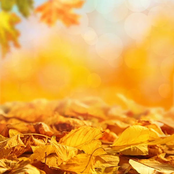 Yellow autumn leaves — Stock Photo, Image