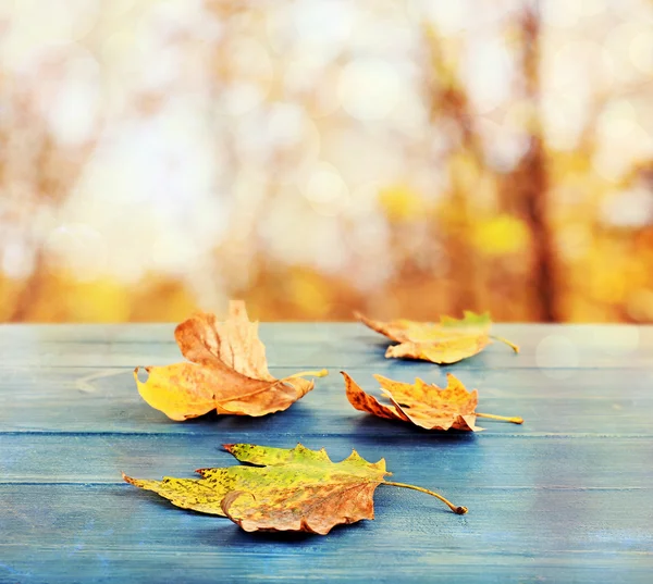 Hojas amarillas de otoño —  Fotos de Stock