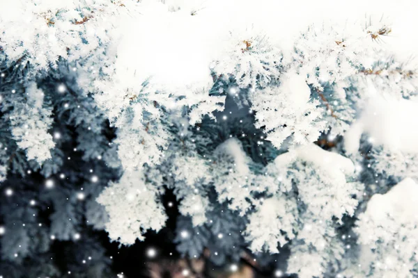 Ялинки зі свіжим снігом — стокове фото