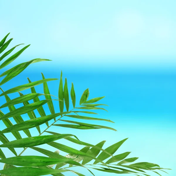 Grüne Palmenblätter — Stockfoto