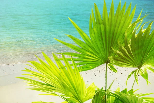 Gröna palmblad — Stockfoto