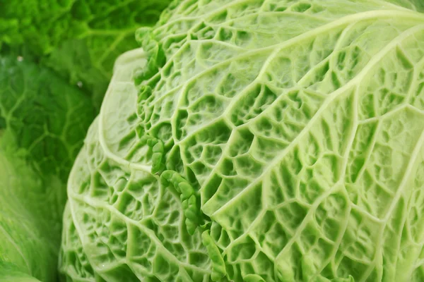 Savoy cabbage background, macro — Stock Photo, Image