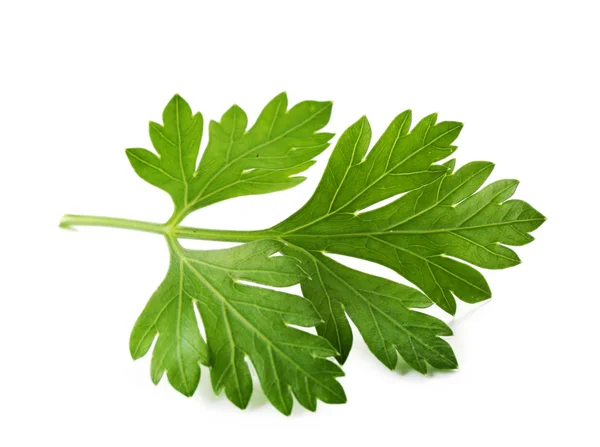 Fresh parsley isolated on white — Stock Photo, Image