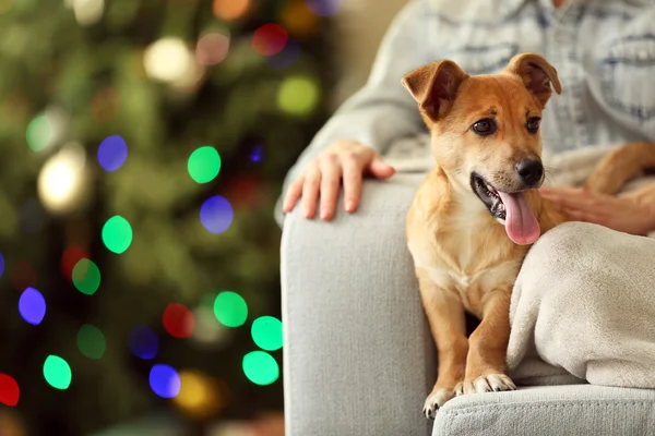 Kadın kişi holding küçük köpek — Stok fotoğraf