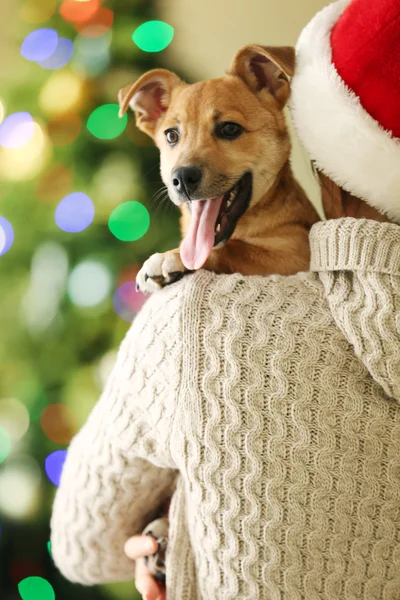 Žena v Santa hat hospodářství malý pes — Stock fotografie