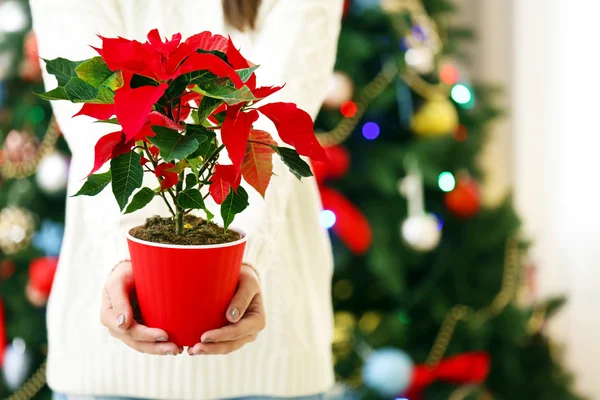 クリスマスの花ポインセチアの女性 — ストック写真