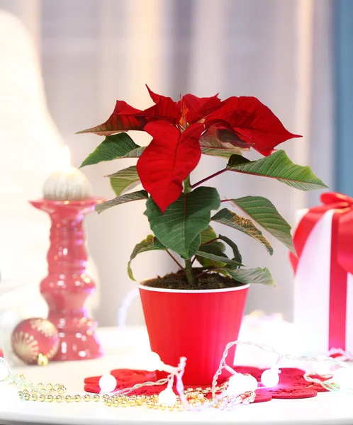 Natal poinsettia flor — Fotografia de Stock