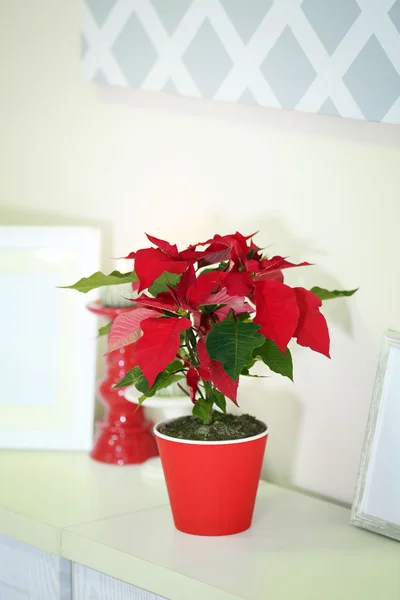 Vánoční květiny poinsettia — Stock fotografie