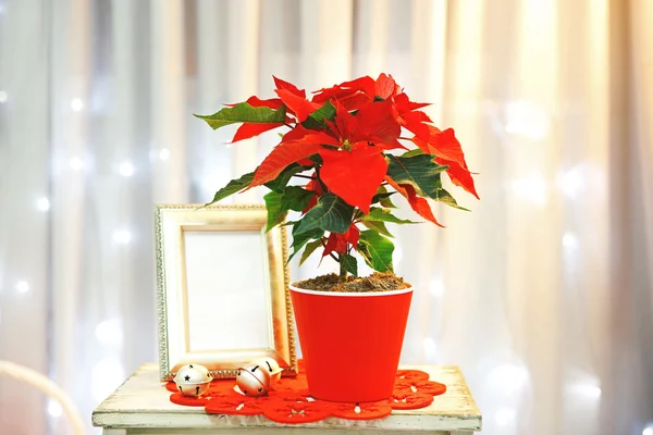 Vánoční květiny poinsettia — Stock fotografie