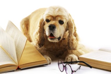 Köpek ve üzerinde beyaz izole kitap