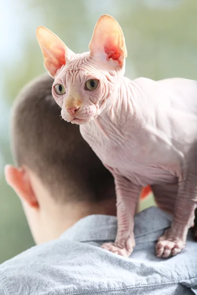 Cat sphynx sitting on man shoulders