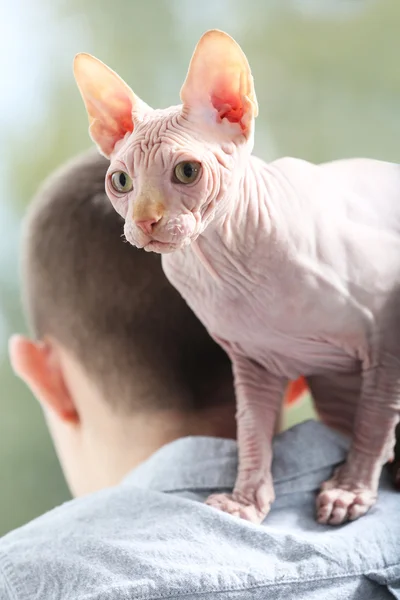 Adam omuzlarında oturan kedi sphynx — Stok fotoğraf