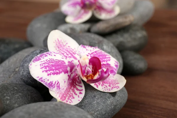 Pietre termali e orchidee primo piano — Foto Stock