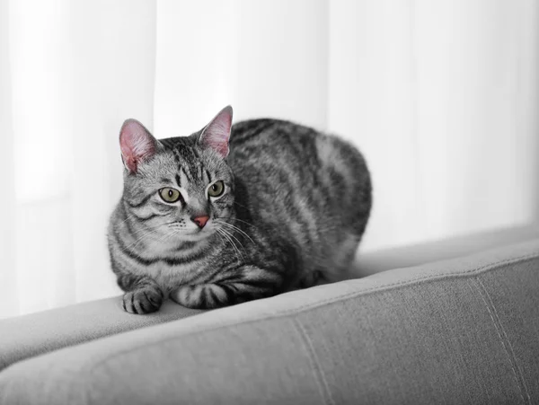 Vacker katt nära fönstret närbild — Stockfoto