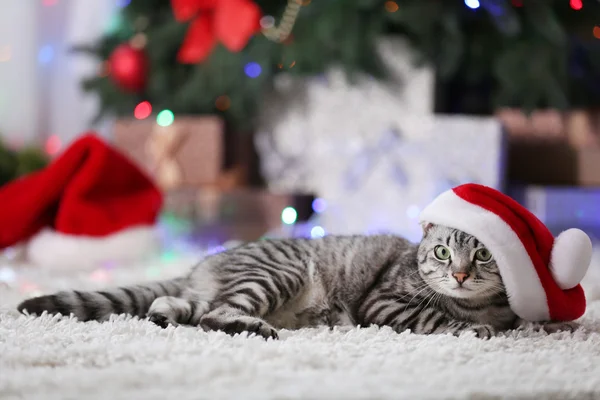 Krásná kočka u vánočního stromu — Stock fotografie