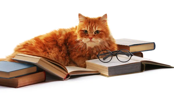 Gato rojo y libros aislados en blanco —  Fotos de Stock