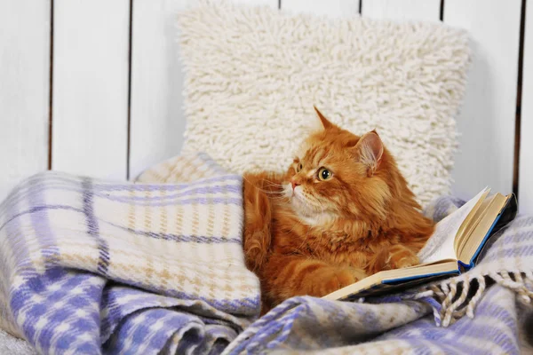 Red cat with books on sofa inside — Stock Photo, Image