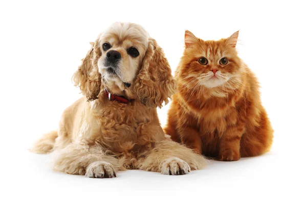 American cocker spaniel e gato vermelho juntos isolados em branco — Fotografia de Stock