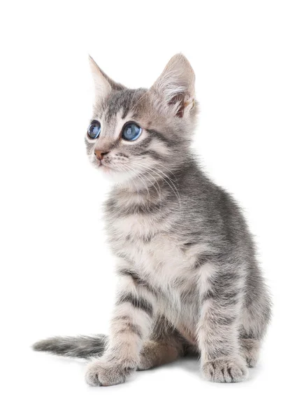 Gatinho cinzento bonito, isolado em branco — Fotografia de Stock