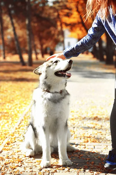 公園で犬と歩く女性は — ストック写真