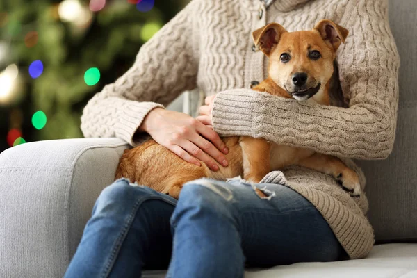 Mujer persona sosteniendo pequeño lindo divertido perro en silla en el árbol de Navidad fondo —  Fotos de Stock