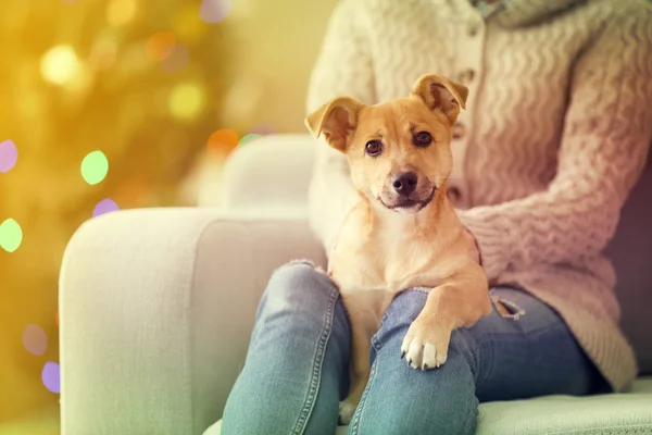 Femme tenant petit chien drôle mignon à la chaise sur le fond de l'arbre de Noël — Photo