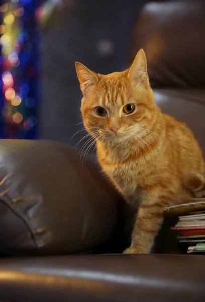 Rode kat en stapel boeken — Stockfoto