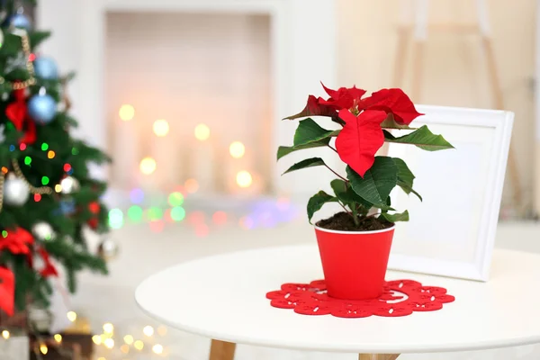 Kerstmis bloem poinsettia op vakantie interieur — Stockfoto