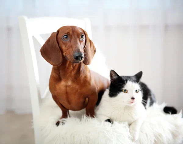 Krásná kočka a jezevčík pes na židli, vnitřní — Stock fotografie